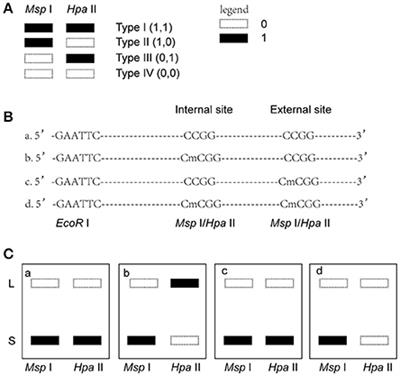 Overexpression of Human-Derived DNMT3A Induced Intergenerational Inheritance of Active DNA Methylation Changes in Rat Sperm